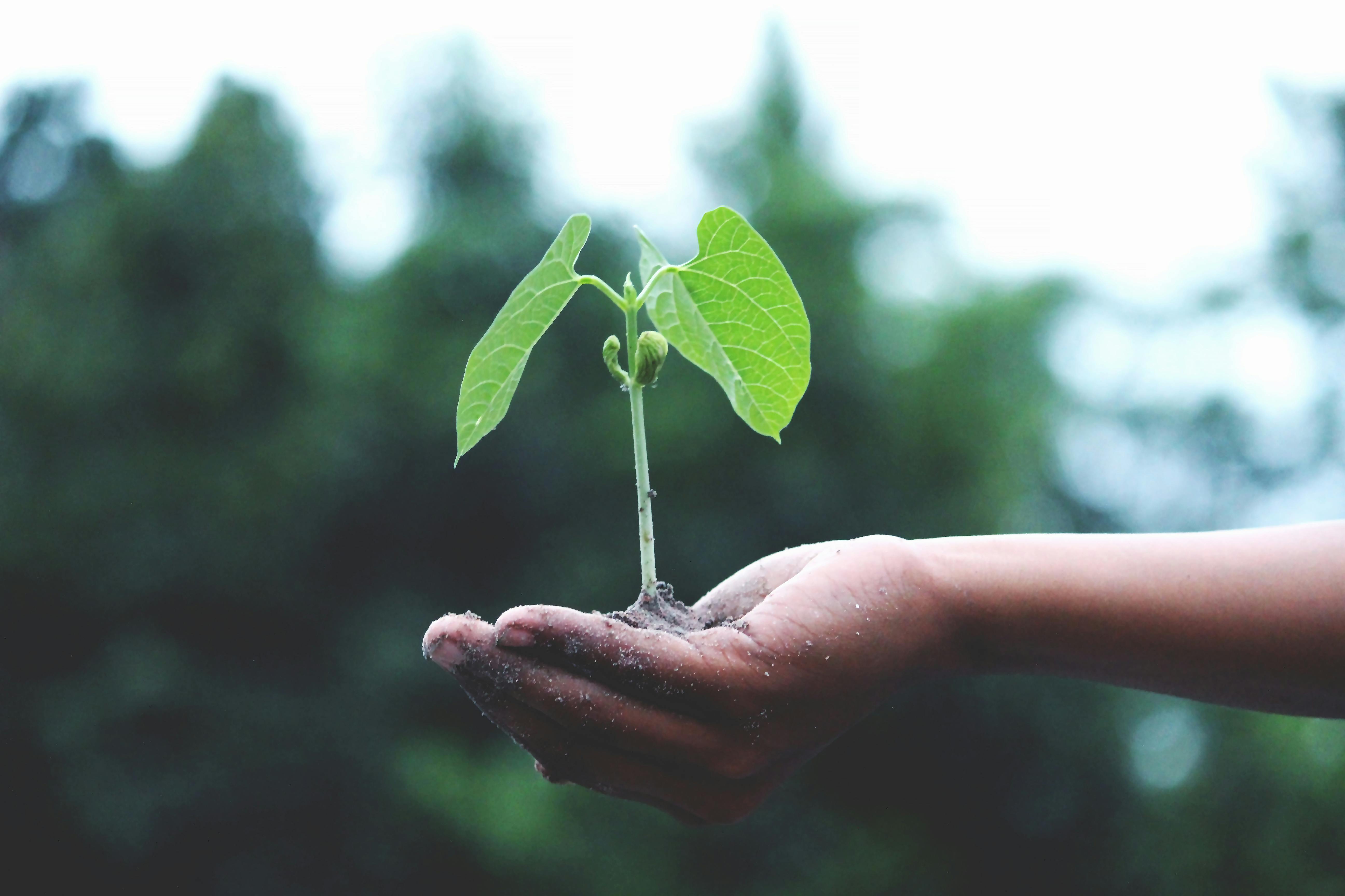 Seedling by Akil Mazumder